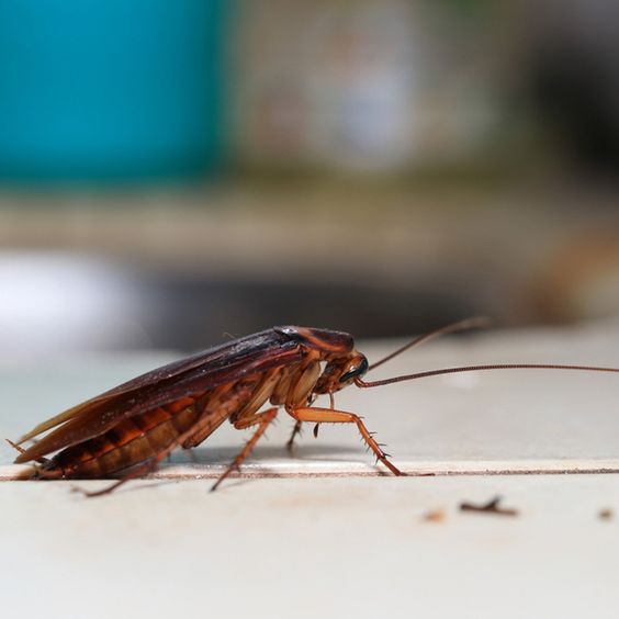 Cara Agar Rumah Tidak Dihinggapi Serangga