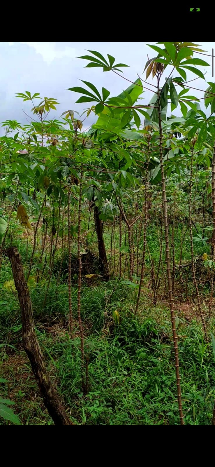 Tanah Kavling SHM 350 m2 Pabuaran Cibinong Akses Jalan Beton